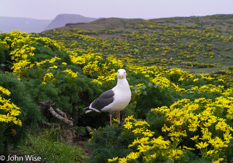 Anacapa Island part of the Channel Islands National Park in California