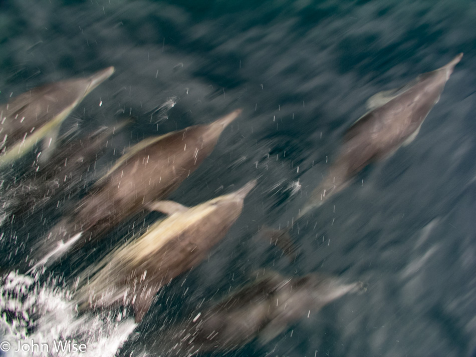 Dolphins between Anacapa Island and the California mainland 