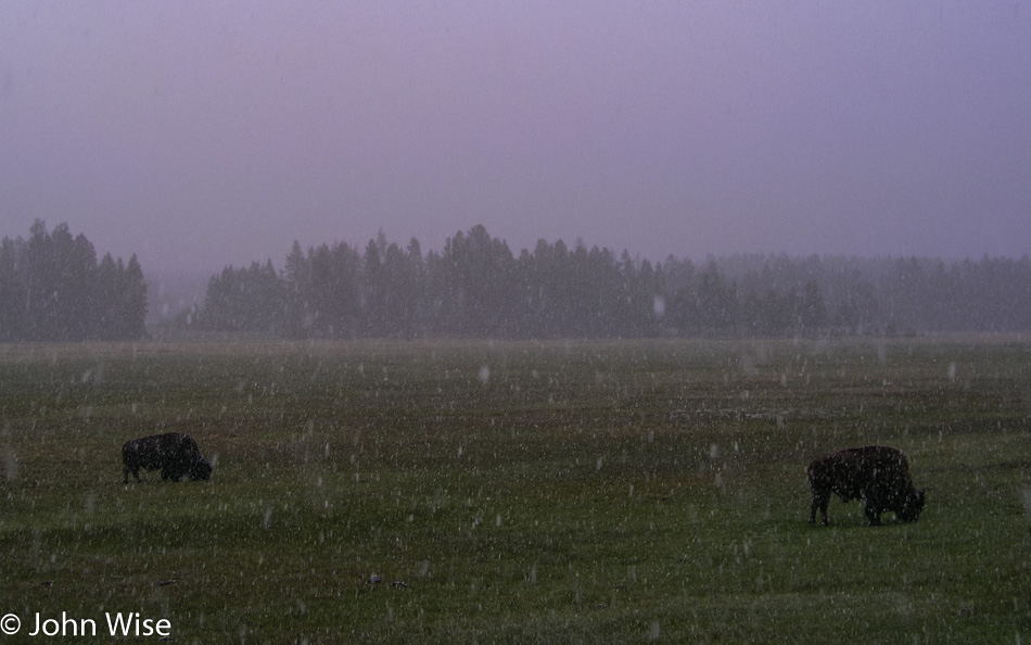 Bison being snowed on at Yellowstone National Park