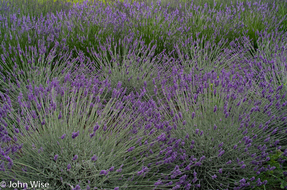 Lavender on the Olympic Peninsula in Washington