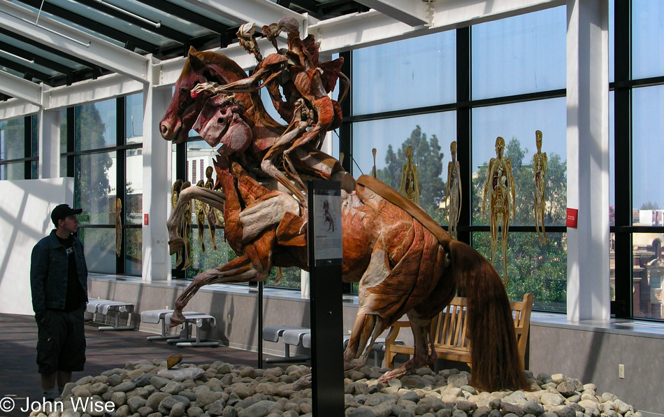 Man on Horse from the Body Worlds Exhibition in Los Angeles, California