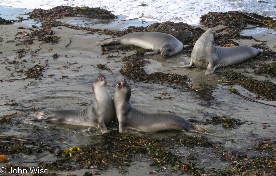 Elephant Seal Viewpoint near San Simeon, California