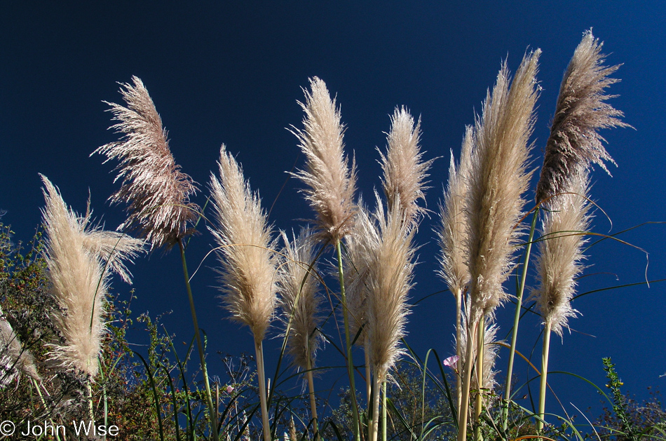 Pampas grass on Highway 1 on the Pacific Coast of California