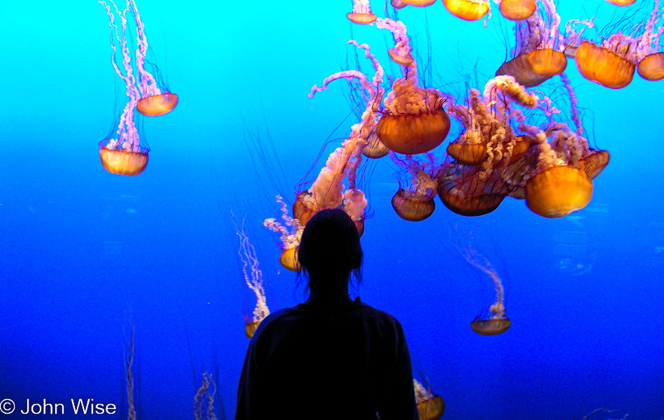 Caroline wise at the Monterey Bay Aquarium in Monterey, California