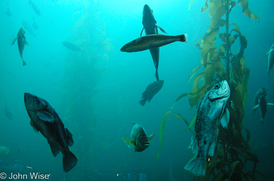 Monterey Bay Aquarium in Monterey, California