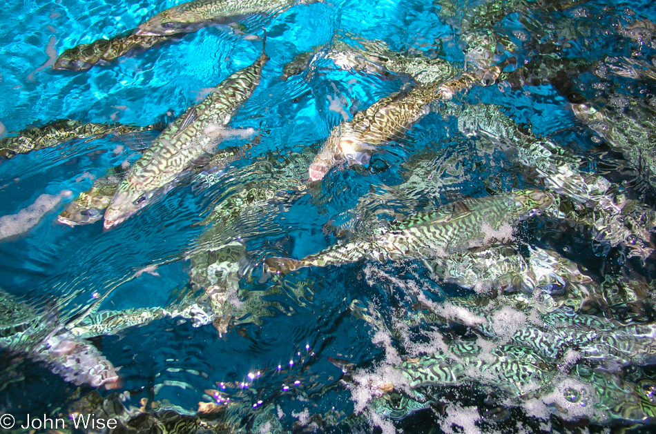 Mackerel at Monterey Bay Aquarium in Monterey, California