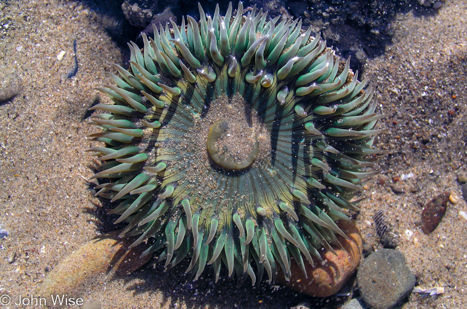 On the beach near Ventura, California