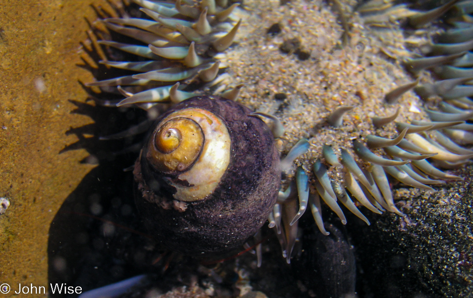 On the beach near Ventura, California