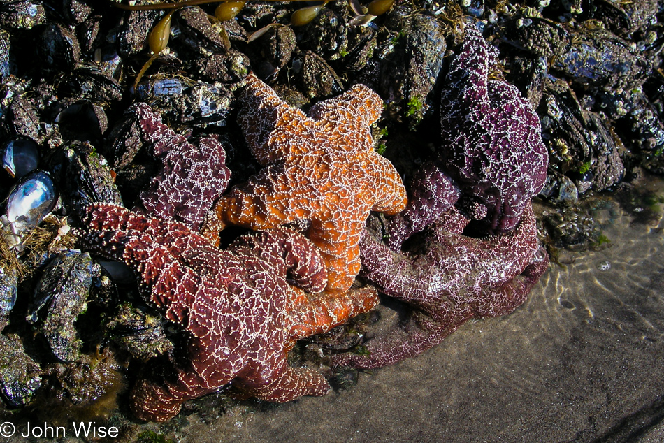 On the beach near Ventura, California