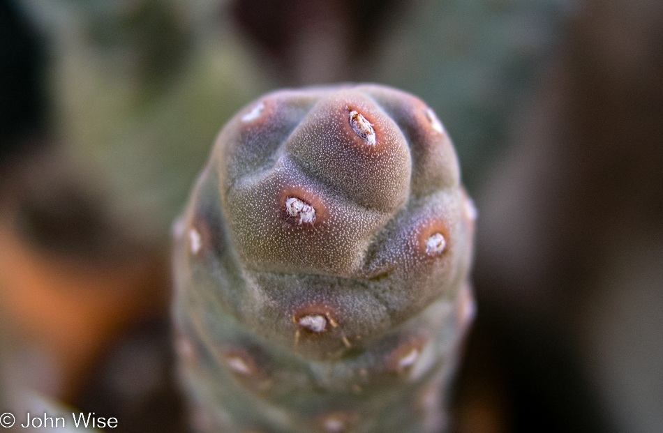 Cactus in close up on our balcony in Phoenix, Arizona