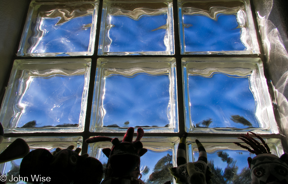 Looking out the glass bricks of our bathroom window in Phoenix, Arizona