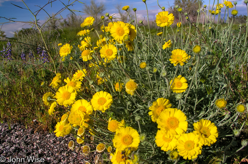 Wildflowers along Arizona highway 79 south of Florence