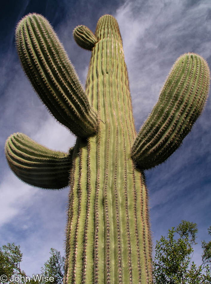 Desert Botanical Garden in Phoenix, Arizona