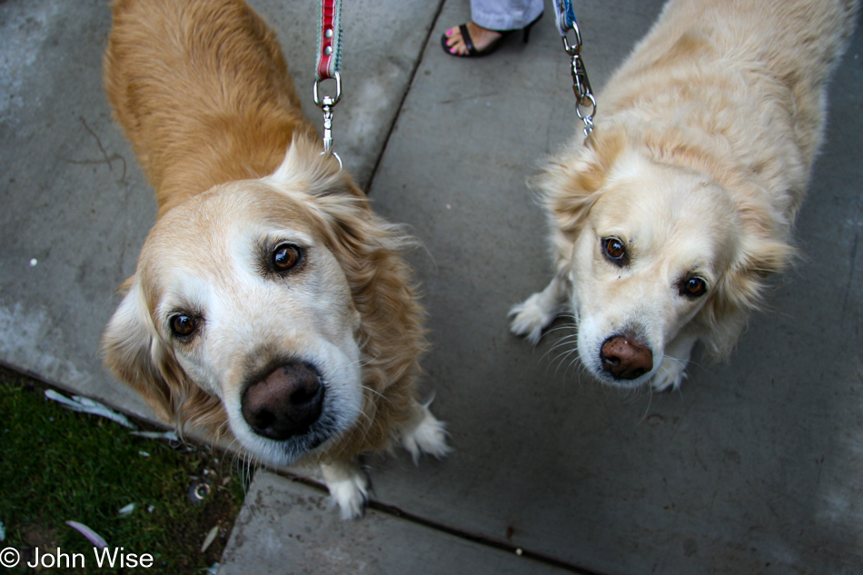 Machie and Sugar, a neighbor's two dogs out for a morning stroll in Phoenix, Arizona