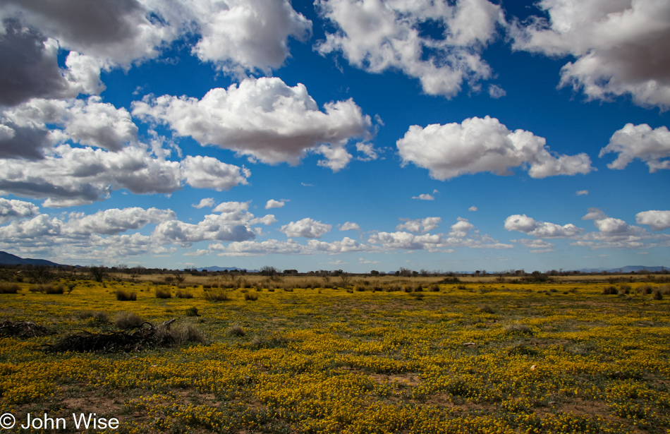 Wildflowers next to State Route 186 on the way to Chiricahua National Monument in Arizona