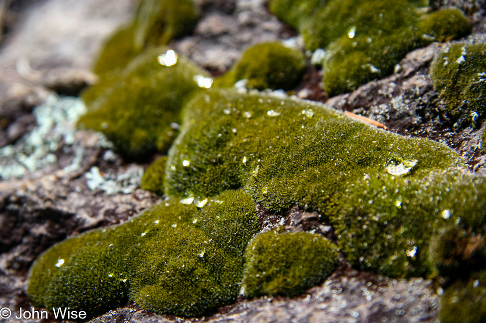 Moss grows on rocks under the tree cover along the trail to Heart of Rocks in Chiricahua National Monument, Arizona