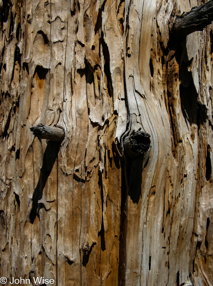 Tree bark detail on the trail in Chiricahua National Monument, Arizona