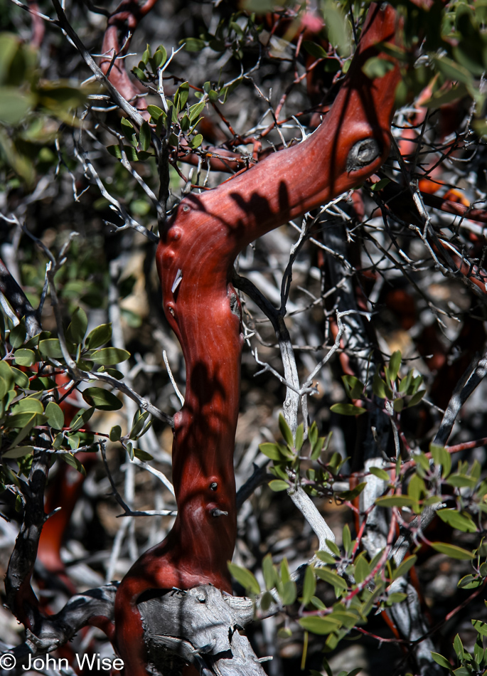 A red barked branch of an unidentified plant at Chiricahua National Monument in Arizona