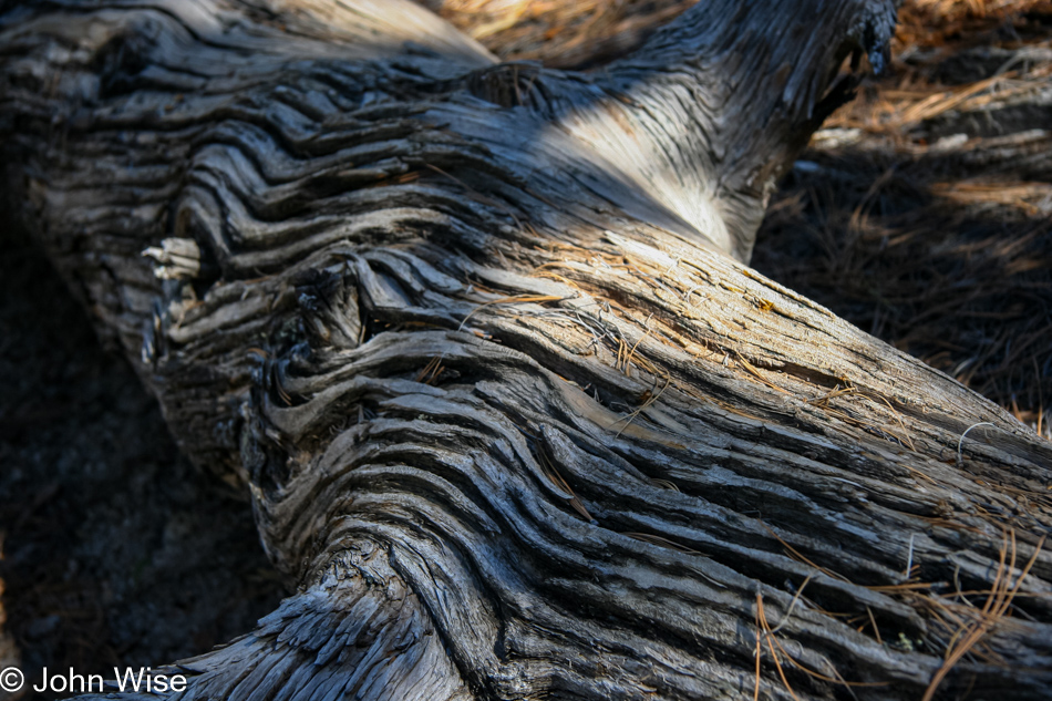 A fallen tree taking its time to fade away on the forest floor at Chiricahua National Monument in Arizona