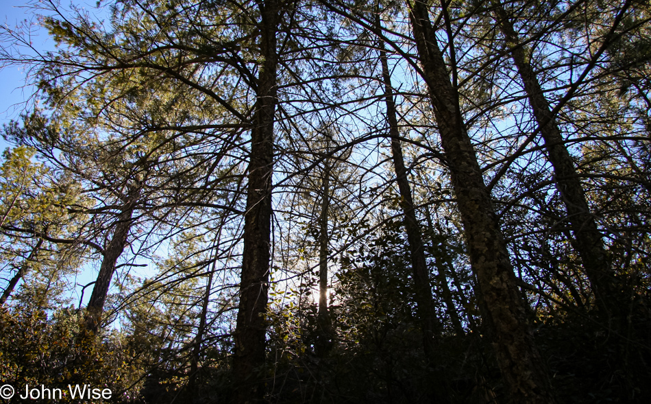 Tall pines deflect the sun giving us a cool shadowy walk through the forest at Chiricahua National Monument in Arizona