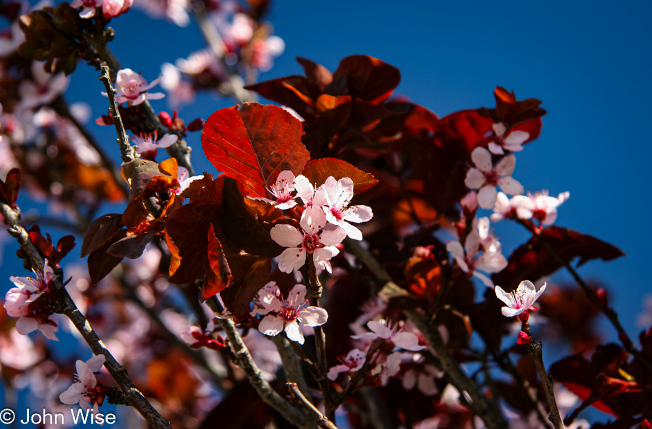 Pink flowers blooming on a tree at the Chinese Cultural Center in Phoenix, Arizona