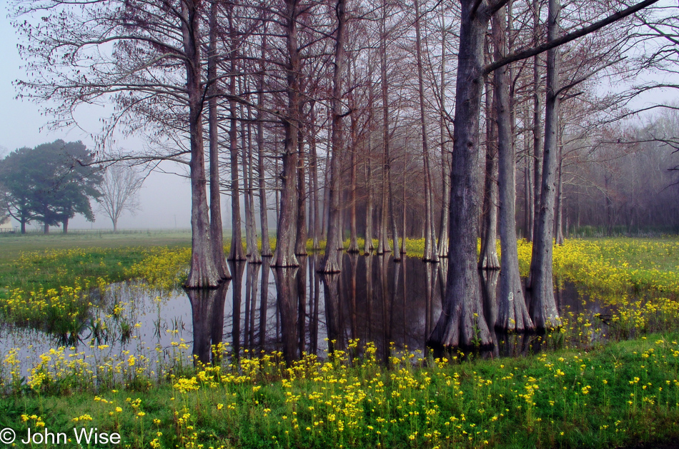 Spring approaches sending wildflowers peaking out of the earth next to a cypress rung pond on a back road in Louisiana