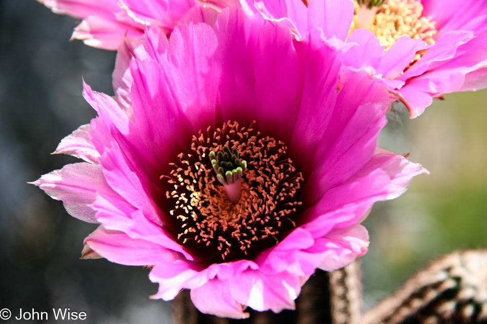 A bright pink, yellow, and green cactus flower erupting on our balcony in Phoenix, Arizona