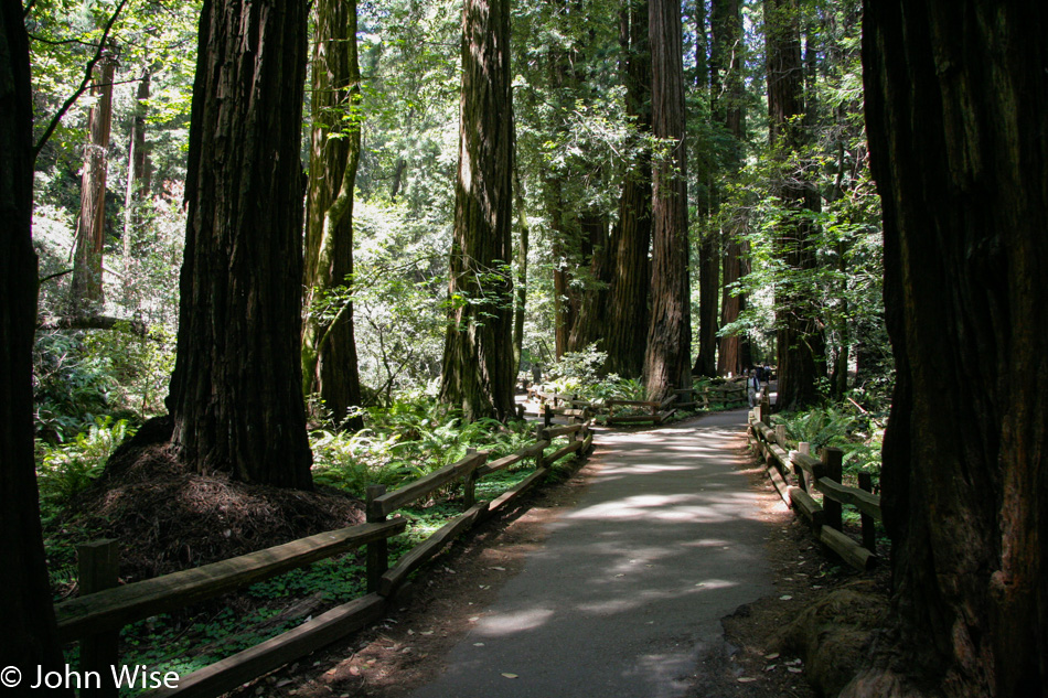 Muir Woods National Monument in California