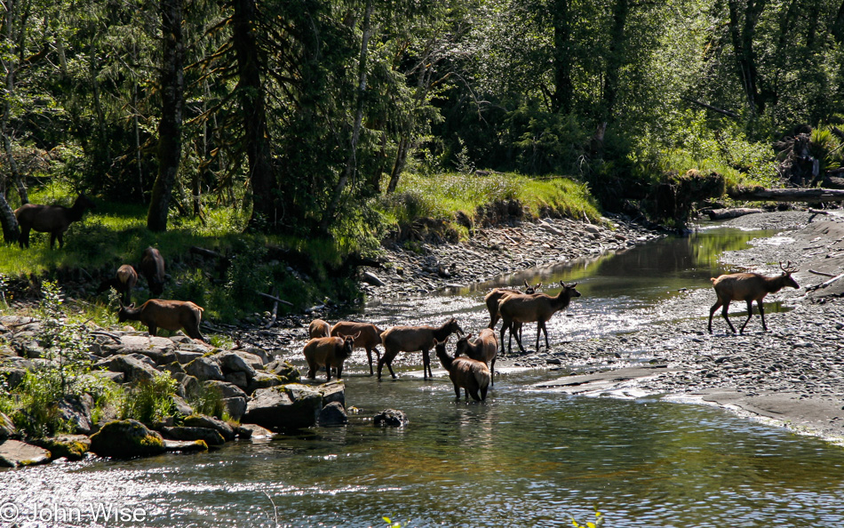 Roosevelt elk on the Hoh River in Olympic National Park, Washington