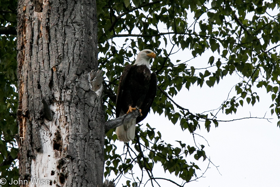 An American Bald Eagle flew just feet in front of our car while driving a back road and perched in a nearby tree in Montana