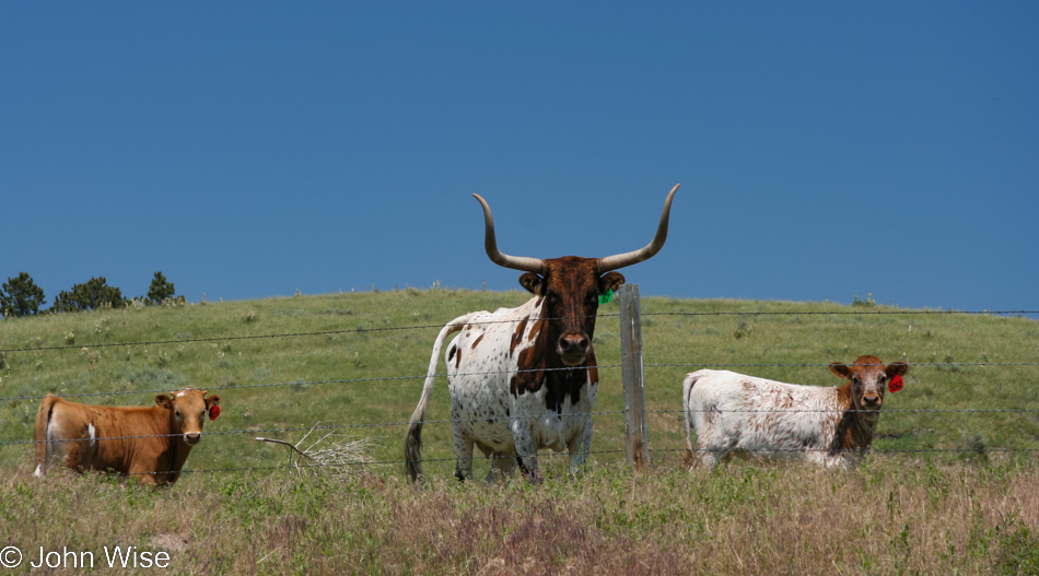 Big horn steer in Nebraska
