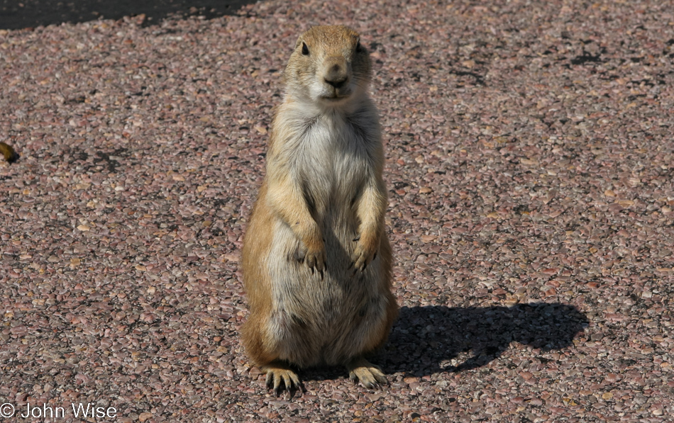 Prairie Dog at Wind Cave National Park in South Dakota