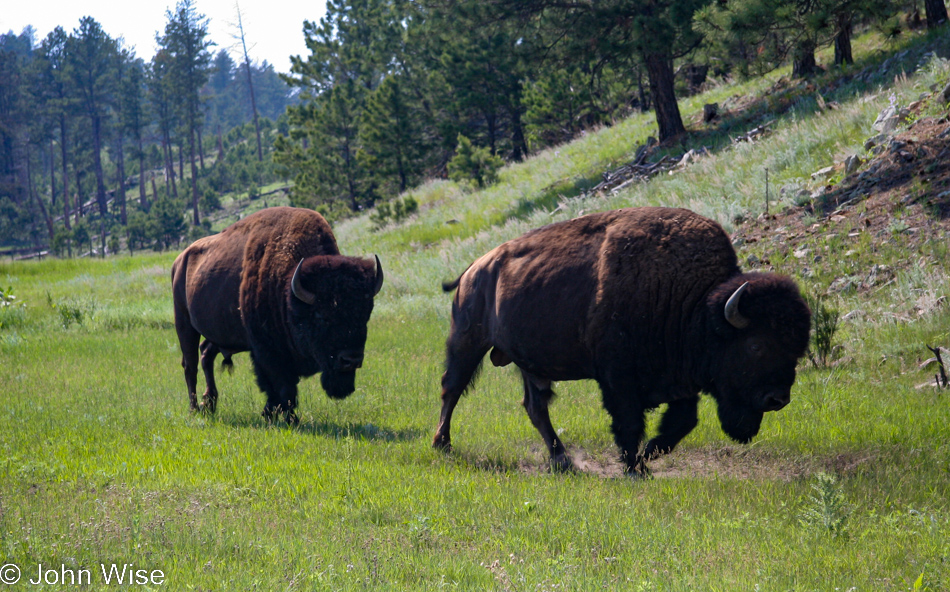 Bison at Custer State Park in South Dakota