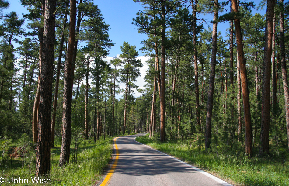 Custer State Park in South Dakota