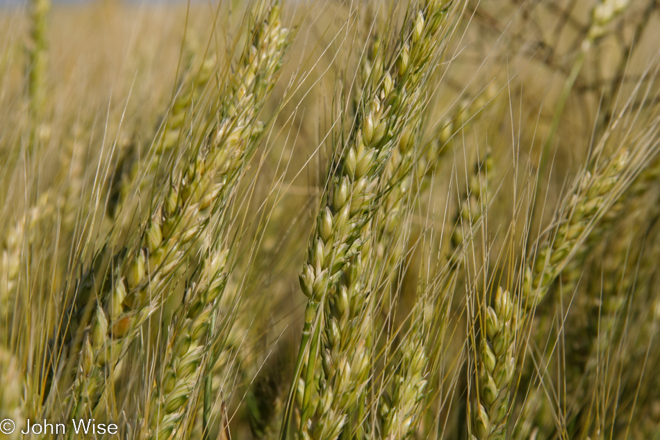 Wheat in Nebraska
