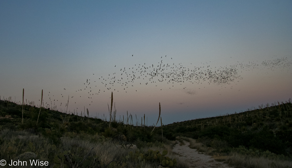 Bat flyout at Carlsbad Caverns National Park in New Mexico