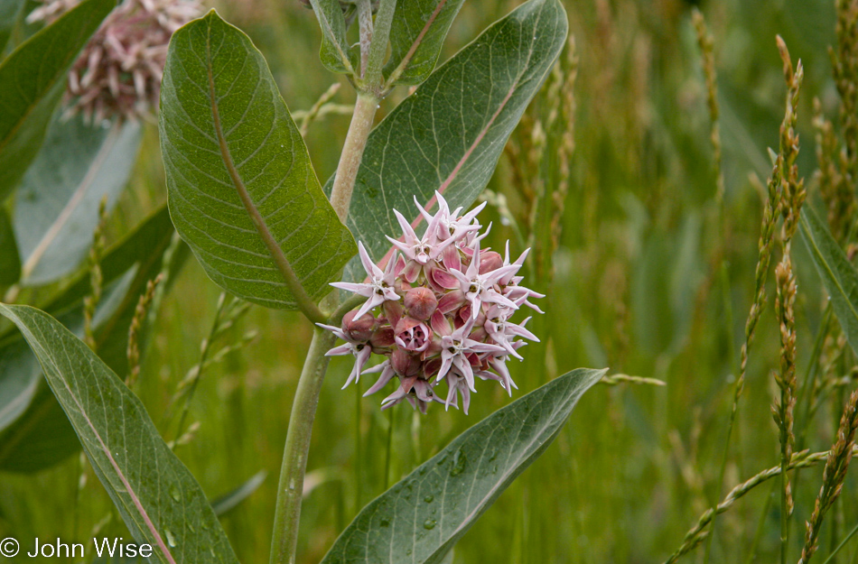 Plant flowering in southern Utah