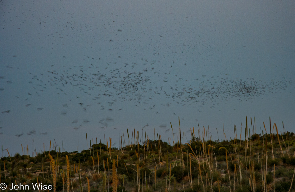 Bat flyout at Carlsbad Caverns National Park in New Mexico