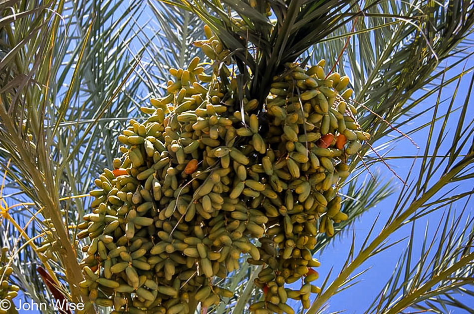 Date palms are fruiting with large clusters of dates ripening here in Phoenix, Arizona.