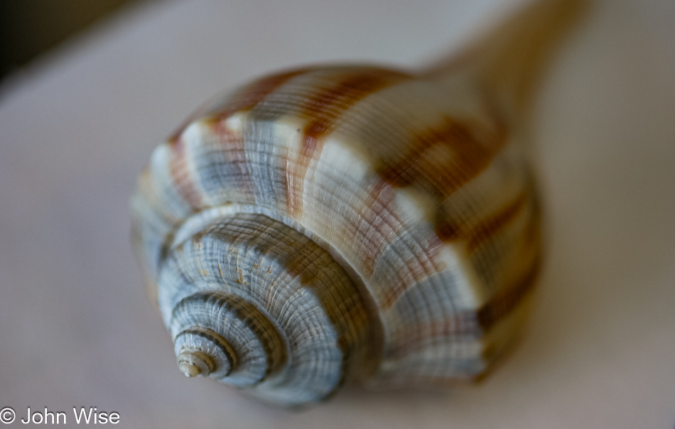 Macro of a seashell as I was testing a new lens