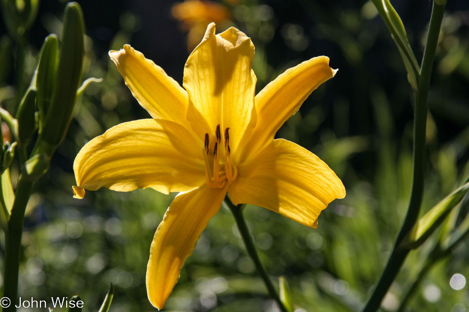 Random flower in Goleta, California