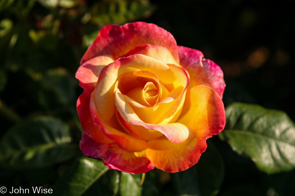 Roses at Mission Santa Barbara in California