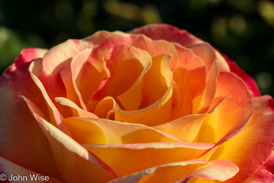 Roses at Mission Santa Barbara in California