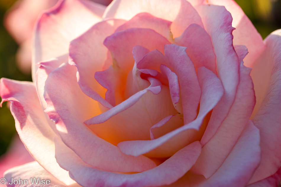 Roses at Mission Santa Barbara in California