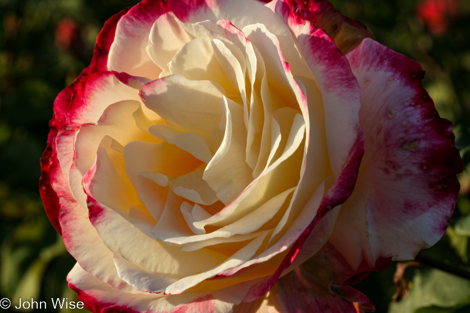 Roses at Mission Santa Barbara in California