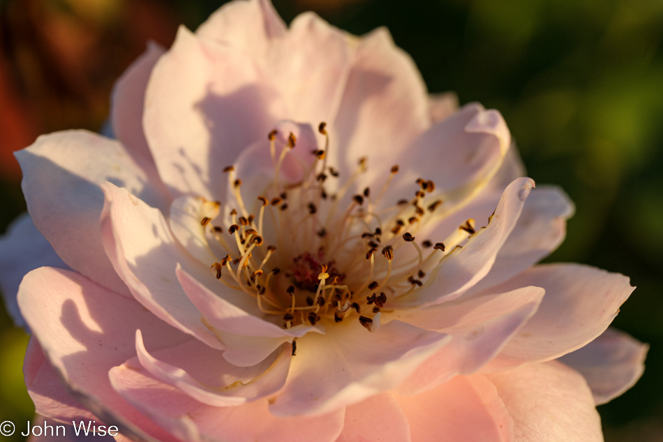 Roses at Mission Santa Barbara in California