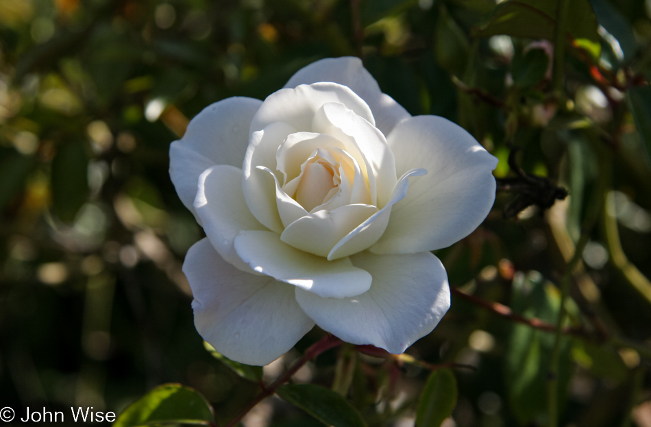 Rose in Goleta, California