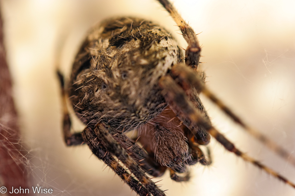 Spider in Goleta, California