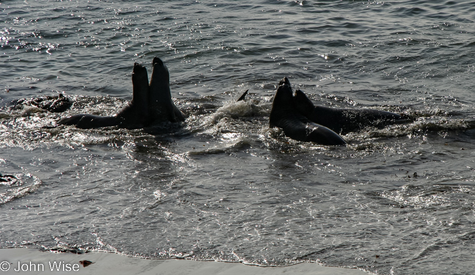 Elephant Seal Colony at San Simeon, California