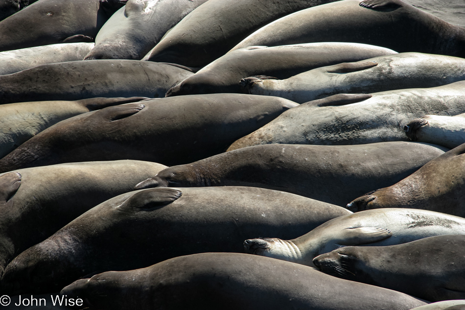 Elephant Seal Colony at San Simeon, California